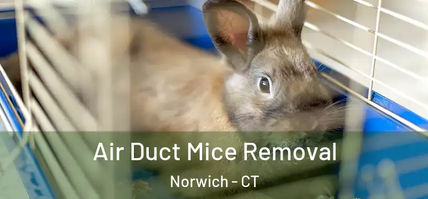  Air Duct Mice Removal Norwich - CT